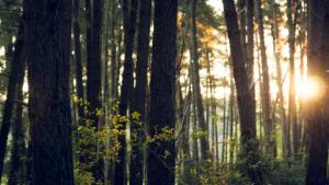 Розпорядження землею відбулося без згоди її законного власника 