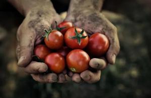 Загальний Індекс агропродукції в Україні склав 86% від показника січня – вересня 2024 року