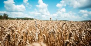 Стан посівів оцінювався переважно як добрий та задовільний, місцями — відмінний