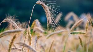 Врожай олійних культур залишиться на рівні минулого року.