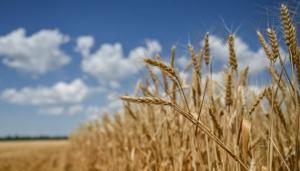 Оператор державних закупівель Mostakbal Misr отримає 130 000 т – з України