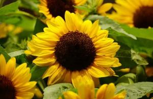 За рентабельністю соняшник посідає перше місце