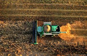 Інших зернових і зернобобових зібрано 896,5 тис. тонн на площі 327,6 тис. га