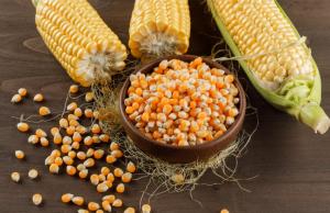 Станом на 21 листопада ціни в більшості регіонів знизилися на 100 – 200 грн/т