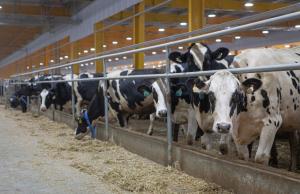 Розмір часткового відшкодування вартості будівництва тваринницьких ферм для утримання великої рогатої худоби