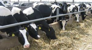 Зниження чисельності ВРХ минулого місяця зафіксовано в господарствах населення – на 5,7%