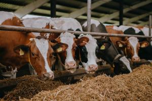 Показник сягає 59% від загальної кількості та свідчить про активний розвиток української фармацевтичної галузі 