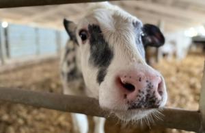 Близько 50% тварин утримується в семи областях