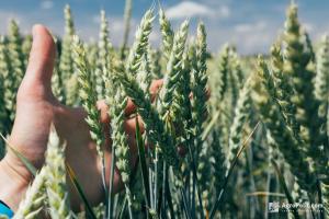 Чотири аграрних законопроекти чекають на розгляд у Раді