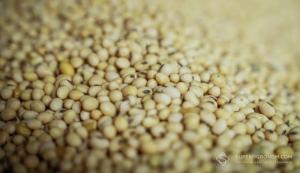 На світовому ринку переважали фактори, що спричиняли тиск на ціни