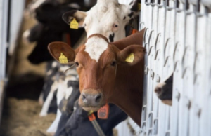 Закон створює правові підстави для впровадження європейських вимог у сфері здоров’я та благополуччя тварин
