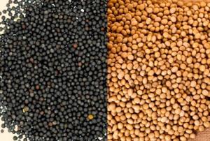 Скорочення посівних площ під сою та ріпак очікується незначне