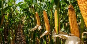 Домінуюче місце України посіли Бразилія з 2,88 млн. тонн (35%) та США з 2,62 млн. тонн (31,8%)