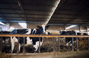 Країни погодили ветеринарні сертифікати, які дозволять розпочати поставки великої рогатої худоби