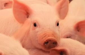 Африканська чума свиней (АЧС) - головна загроза для галузі