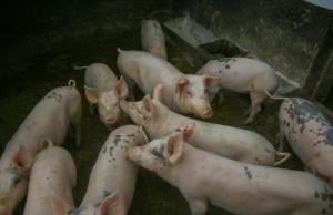 Імпорт свинини у 2025 році був досить активним