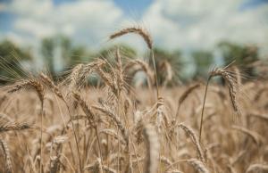 Посівна площа під ячменем може зменшитися до 1,1 млн га