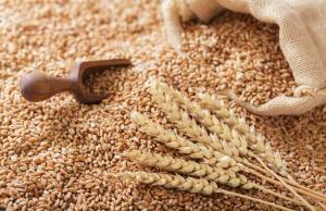 Україна експортувала 37,5 тис. тонн пшеничного борошна