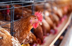 Офіційною підставою для рішення стали результати лабораторних досліджень готових кормів