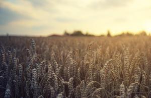 Через нестачу добрив, попередньо, є ризик, що країна може недобрати до 10% врожаю зернових