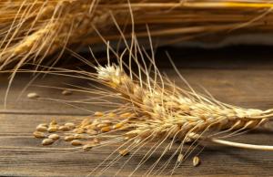 Цього тижня нова хвиля морозів та ожеледиця продовжила обмежувати поставки зерна