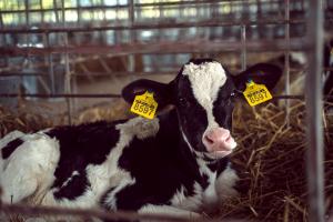 За підсумками 2025 року скорочення вказаного показника оцінювалося в 6,8%