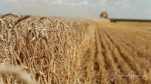 Водночас очікування щодо нового врожаю менше через нормалізацію врожайності,