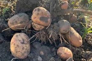 У пасльонових є природні токсини – глікоалкалоїди чаконін та соланін