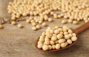 Ціни на сою без ГМО в портах зросли до 450 – 458 $/т