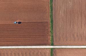 Пшениця та ячмінь можуть продемонструвати зростання