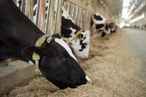 Посилено контроль за реєстрацією та обігом ветеринарних препаратів