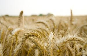 Через подорожчання нафти, аміаку та газу можуть зрости ціни на азотні добрива