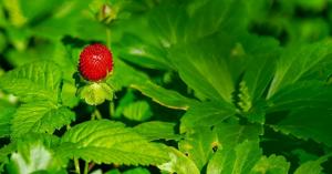 Державні програми підтримки агросектору нині орієнтовані передусім на малих та середніх виробників