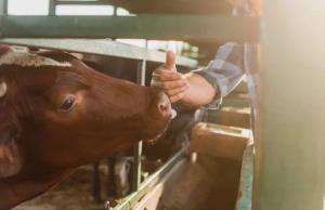 Грошова виручка за експортованих тварин становила 12,02 млн. дол