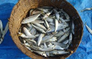 Сьогодні морський рибний промисел України перебуває у стані вимушеної паузи