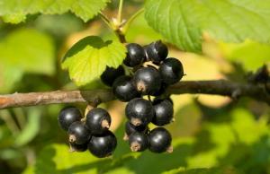 У сегменті свіжої продукції помітно впав експорт до Польщі