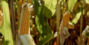 Станом на 9 березня 2026 року ціни попиту на фуражну кукурудзу коливалися від 8 900 до 9 600 гривень