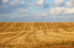 Для господарства із земельним банком 1000 гектарів додаткові витрати можуть перевищити 1,4 млн грн.