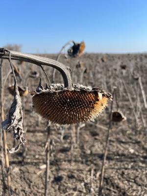 Ціни попиту переробників озвучувалися в досить широкому діапазоні від 28500 грн/т до 30500 грн/т