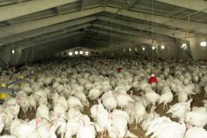 Необхідна сума інвестицій для всієї птахівничої галузі 17 млрд грн