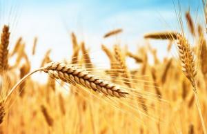 Основні причини — здорожчання фрахту через ріст цін на паливо та обмеження судноплавства