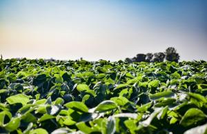 Через експортне мито на сою та ріпак аграрії втратили $200 млн