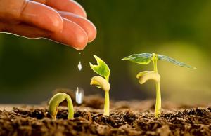 Через скорочення світових поставок і внутрішній дефіцит аміачної селітри ціни на карбамід зросли до $730 за тонну