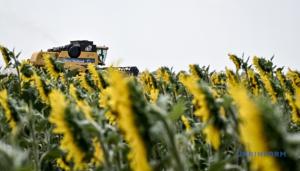 Очікується, що ЄС збільшить посівні площі соняшнику на 0,2 млн га до 4,9 млн га цієї весни
