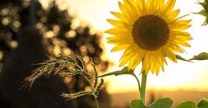 Ціни на сировину зросли на 400-1000 грн/т