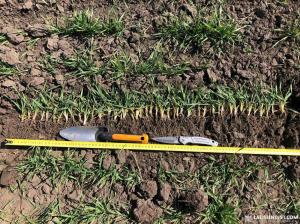 В Україні застраховано лише 1–5% посівів.