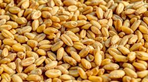 Старт посівних робіт у країні зумовив деяке зростання цін через збільшення витрат на пальне