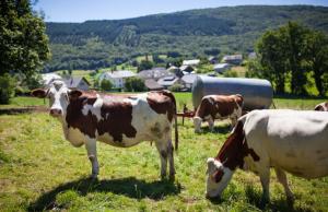 Отримувачі можуть скористатися підтримкою лише один раз і лише за одним із напрямів