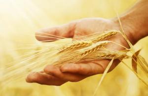 Світові ринки пшениці залишаються стабільними, незважаючи на триваючу війну з Іраном.