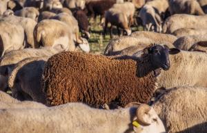 Економіка галузі поки що є збитковою 